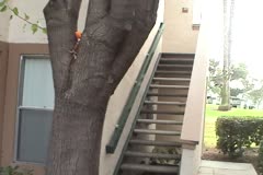 Full Interview with Donald McKayle 2005